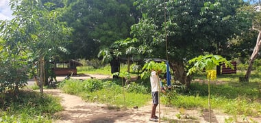 school garden